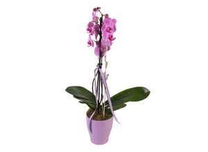 4311532433119 - Phalaenopsis Orchidee mit 2 Trieben Topf und Deko Höhe 55-65 cm Ø12 cm Topf 1 Pflanze