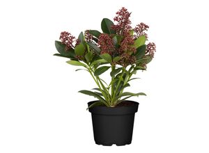 4311532510193 - Japanische Fruchtskimmie - Skimmia Japonica Rubella Höhe ~ 20 cm Ø13 cm Topf 1 Pflanze