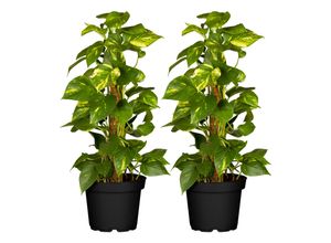 4311532539897 - Goldene Efeutute - Epipremnum aureum am Moosstab Höhe 50-60 cm Ø15 cm Topf 2 Stück