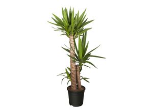 4311532539927 - Riesen-Palmlilie - Yucca elephantipes Höhe 80-90 cm Ø17cm 1 Pflanze