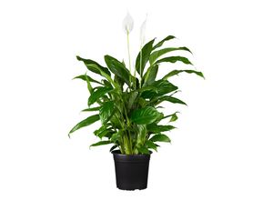 4311532540312 - Einblatt - Spathiphyllum floribundum weiß Höhe 70-80 cm Ø21cm Topf 1 Pflanze