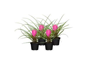 4311532540329 - Tillandsie - Tillandsia cyanea Pink 1 Blüte Höhe 20-25 cm Ø9 cm Topf 4er Set