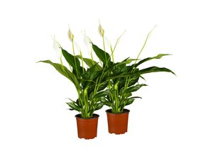 4311532540343 - Einblatt - Spathiphyllum walisii Höhe 30-40 cm Ø13 cm Topf 2er Set