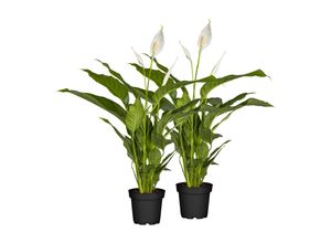 4311532540350 - Einblatt - Spathiphyllum floribundum Höhe 70-80 cm Ø17 cm 2er Set