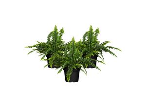 4311532540381 - Schwertfarn - Nephrolepis exaltata Höhe 25-30 cm Ø12cm Topf 3er Set