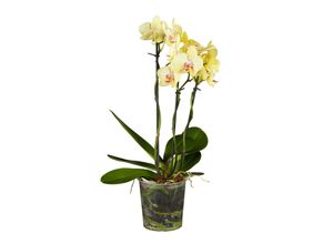 4311532540510 - Orchidee - Phalaenopsis mit 3 Trieben Höhe 40-50 cm Ø12 cm Topf 1 Pflanze