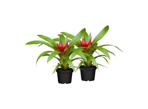 4311532540619 - Bromelia Mix Höhe 40-50 cm Ø12 cm Topf 2er Set