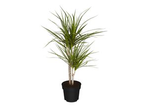 4311532540626 - Drachenbaum - Dracaena Marginata Höhe 80-90 cm Ø 21cm 1 Pflanze