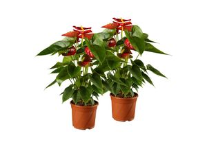 4311532560198 - Flamingoblume - Anthurium x andreanum Mix Höhe 40-60 cm Ø17 cm Topf 2er Set