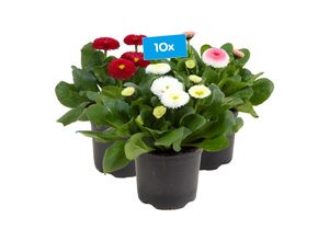 4311532560334 - Gänseblümchen - Bellis perennis Höhe 15-25 cm Ø11 cm Topf 10er Set