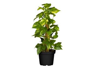 4311532560662 - Goldene Efeutute - Epipremnum Aureum Mooststab Höhe 90-100 cm Ø24 cm Topf 1 Pflanze