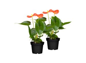 4311532560679 - Flamingoblume - Anthurium x andreanum Höhe 30-40 cm Ø14 cm Topf 2er Set