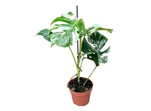 4311532598665 - Fensterblatt - Monstera Thai Constellation Höhe ~ 45 cm Ø17 cm Topf 1 Pflanze