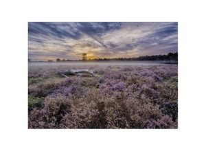 5011583537024 - Leinwandbild ART FOR THE HOME Outdoor Lavendel 50x70cm Bilder Gr B H T 70 cm x 50 cm x 23 cm Leinwandbild 1 St lila Leinwandbilder