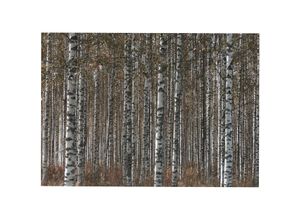 5011583537062 - Leinwandbild ART FOR THE HOME Outdoor Birkenwald 50x70cm Bilder Gr B H T 70 cm x 50 cm x 23 cm Leinwandbild 1 St braun Leinwandbilder