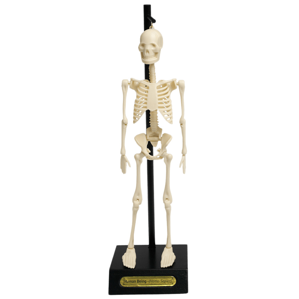 5027455390444 - Anatomisches Skelettmodell Rex London 5027455390444 - Anatomisches Skelettmodell Rex London