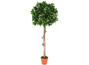 5055967456167 - Kunstpflanze Grün Ficus Tropische Zierpflanze im Topf 125 cm - Blätter Grün Topf Braun - Homescapes