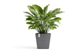 5413724330080 - Ecopots Pflanztopf Rotterdam 45 x 45 x 44 cm grau