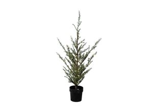 5707310517253 - LED-Baum Milas Cedar Tree im Topf für außen