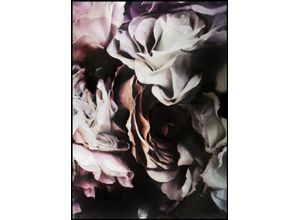 5708443857537 - Poster DARK FLOWERS 1 (BH 50x70 cm)