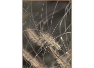 5708443868465 - Posterboard MELLOW GRASSES 2 (BH 50x70 cm) BH 50x70 cm bunt