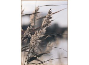 5708443868540 - Posterboard MELLOW GRASSES 3 (BH 30x40 cm) BH 30x40 cm bunt