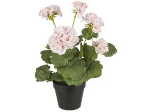 5709898362126 - Geranie in Topf rosa Blumen H 36 Ø 20 cm