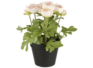 5709898362140 - Ranunkel in Topf H 25 Ø 16 cm pfirsich