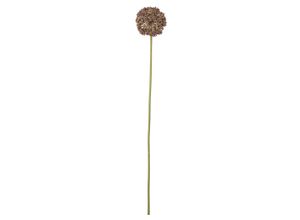 5711173343003 - Allium Stiel Braun Künstliche Blume Ø 9xH70 cm