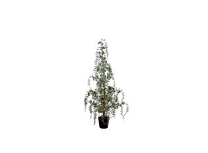 5712750379125 - Chic Antique Künstlicher Fleur Tannenbaum mit LED inkl Timer H120 cm