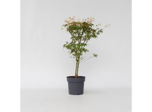 6097222056087 - Plant in a Box - Japanischer Ahorn - 2 Stk - Acer palmatum Katsura - Höhe 60-70cm - Topf 19cm