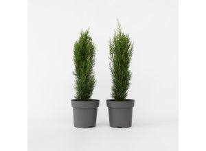 6097222253233 - Plant in a Box - Toskanische Zypresse - 2 Stk - Cupressus Totem - Höhe 60-80cm - Topf 19cm