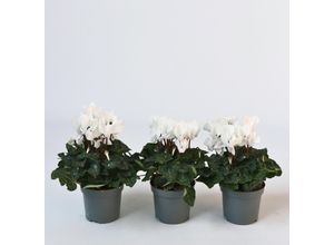 6097222360368 - Plant in a Box - Zyklame - 3 Stk - Cyclamen persicum Metis White - Höhe 10-20cm - Topf 9cm