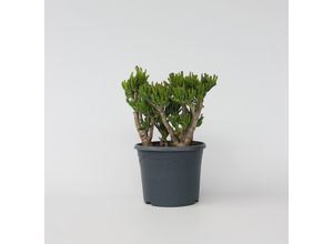 6097222392307 - Plant in a Box - Jadepflanze - Crassula ovata Hobbit - Höhe 55-60cm - Topf 30cm