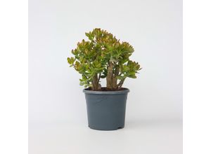 6097222464448 - Plant in a Box - Jadepflanze - Crassula ovata Sunset - Höhe 55-60cm - Topf 30cm