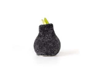 6097222542542 - Plant in a Box - Amaryllis - Hippeastrum Cozy Teddy Grey - Zwiebel - Rote Blüten