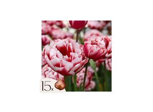 6097222561598 - Plant in a Box - Tulpenzwiebeln - 15 Stk - Tulipa Drumline - Blumenzwiebeln - Rosa