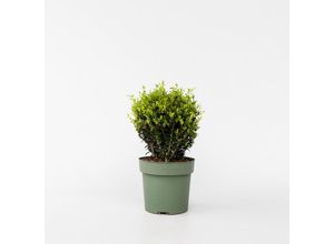 6097222675622 - Plant in a Box - Japanische Stechpalme - Ilex crenata Jenny - Höhe 30-40cm - Topf 17cm