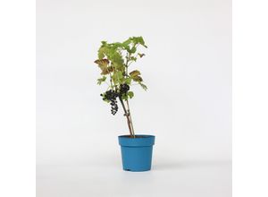 6097222840884 - Plant in a Box - Traubenpflanze - Vitis vinifera ‘Nero’ - Höhe 60-75cm - Topf 21cm