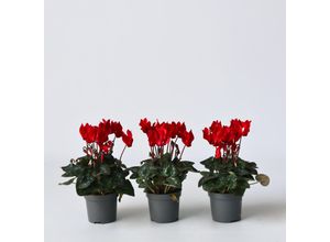 6097222856878 - Plant in a Box - Zyklame - 3 Stk - Cyclamen persicum Winfall Scarlet - Höhe 10-20cm - Topf 9cm