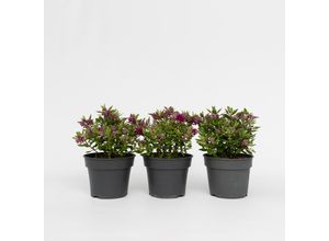 6097222957902 - Plant in a Box - Strauchveronika - 3 Stk - Hebe All Blooms Samona - Höhe 30-35cm - Topf 13cm