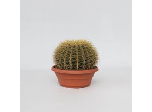 6097223210204 - Plant in a Box - Goldkugelkaktus - Echinocactus grusonii - Höhe 40-45cm - Topf 25cm