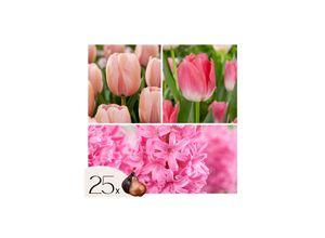 6097223255274 - Plant in a Box - Blumenzwiebeln Pink Blush - 25 Stk - Tulipa Hyacinthus - Rosa