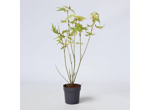 6097223919930 - Plant in a Box - Japanischer Ahorn - Acer palmatum Orange Dream - Höhe 25-40cm - ø105cm