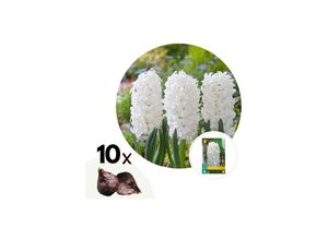 6097223966958 - Plant in a Box - Hyazinthenzwiebeln - 10 Stk - Hyacinthus Carnegie - Blumenzwiebeln - Weiß