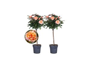 6097223986949 - Plant in a Box - Stängelrosen - 2 Stk - Rosa palace Catherine - Höhe 80-100cm - Topf 19cm