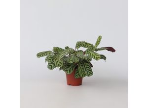 6097224174192 - Plant in a Box - Marante - Ctenanthe urle-marxii - Höhe 30-40cm - Topf 14cm