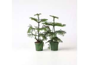 6097224312372 - Plant in a Box - Norfolktanne - 2 Stk - Araucaria heterophylla - Höhe 45-55cm - Topf 14cm