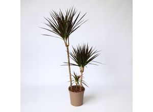 6097224392381 - Plant in a Box - Drachenbaum - Dracaena marginata Magenta - Höhe 110-130cm - Topf 24cm