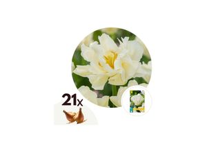 6097224652607 - Plant in a Box - Tulpenzwiebeln - 21 Stk - Tulipa Northcap - Blumenzwiebeln - Gelb